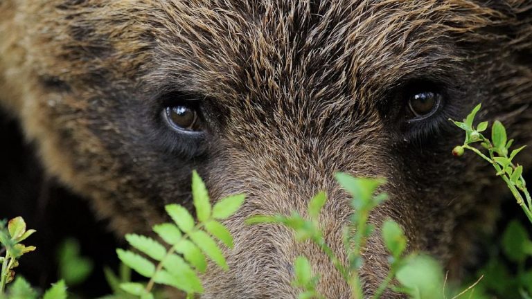 İsveç'te ayı popülasyonunun yüzde 20'si avlanacak, hayvan hakları grupları tepki gösteriyor
