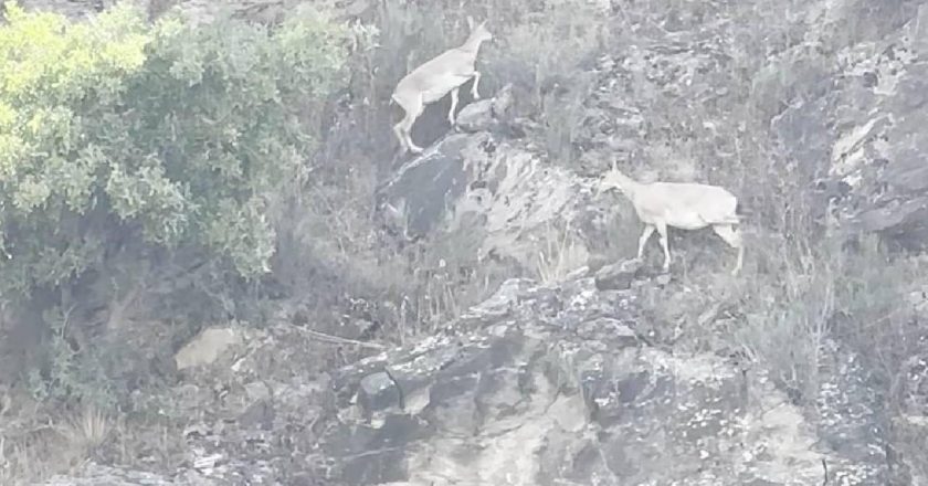 Sarp kayalıkların uzman tırmanıcıları