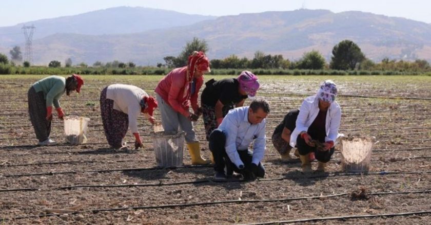 Efeler’de ekim zamanı! 50 dönüm arazide büyüyecek…