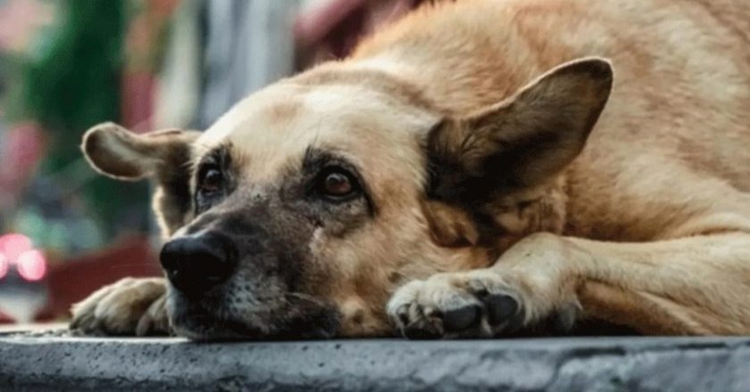 Pain Real bildirdi: “1111 belediyesinin sadece 273’ü bir sığınağın var” – Türkiye haberlerini bozuyor